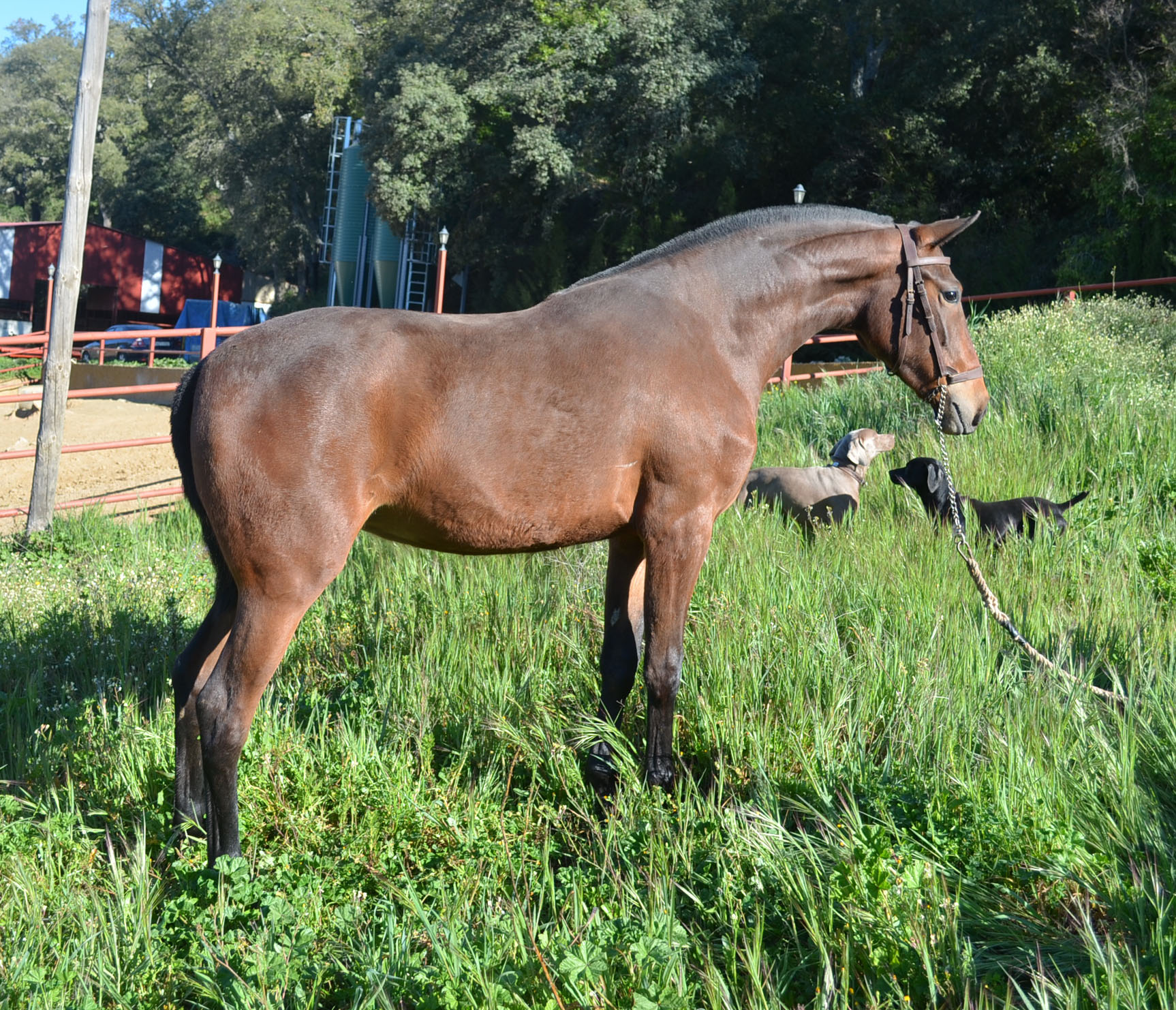 Caballo en Venta